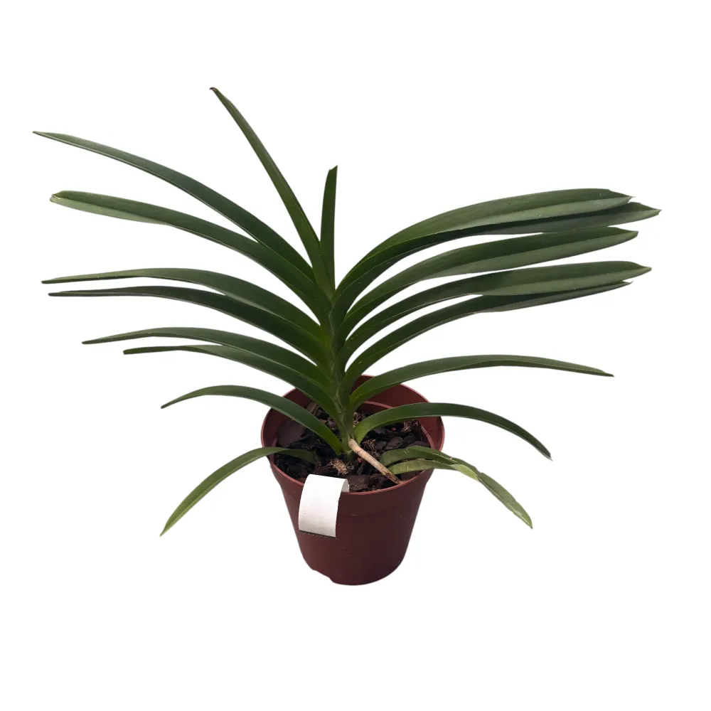 Pda. Mimi Palmer (Pda. Tan Chay Yan × V. tessellata) parfumata