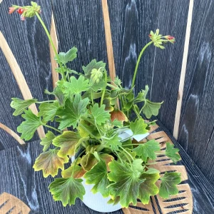 Pelagonium Vario Geranio 'Vancouver' (muscate cu frunze colorate)