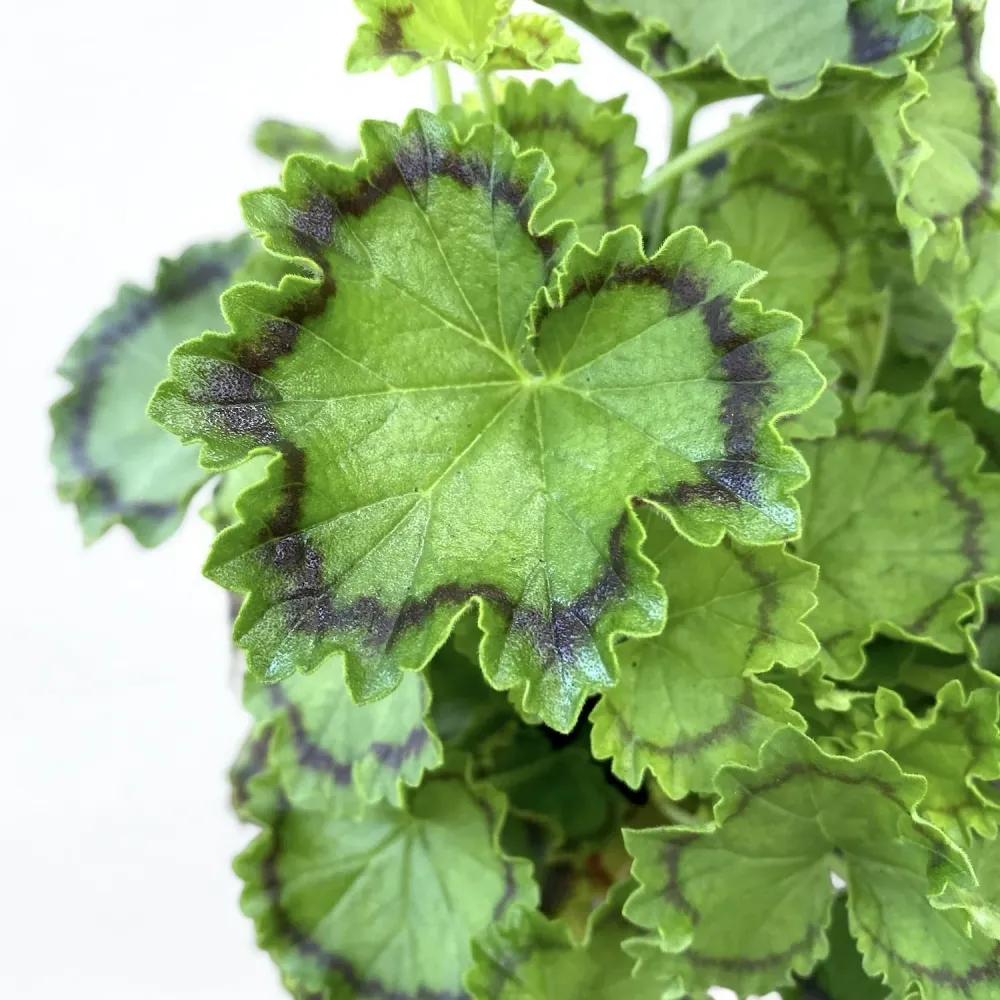 Pelargonium ‘Distinction’ (muscate cu frunze colorate)