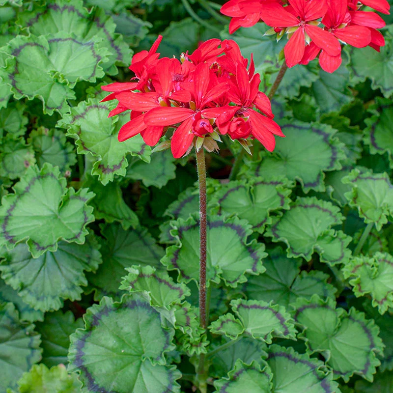 Pelargonium ‘Distinction’ (muscate cu frunze colorate)