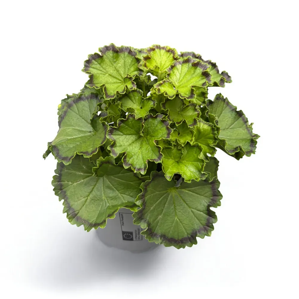 Pelargonium ‘Distinction’ (muscate cu frunze colorate)