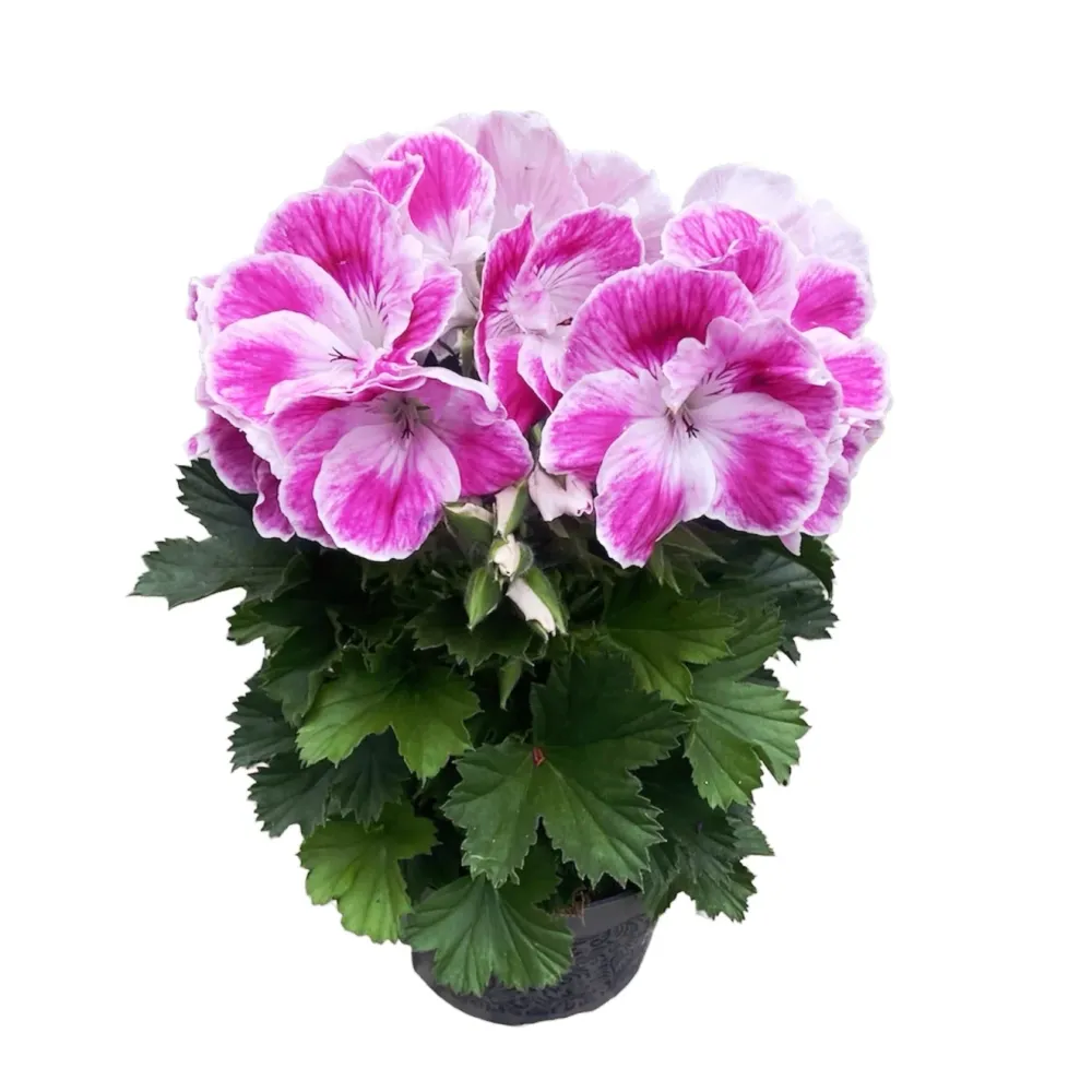 Pelargonium Don Amalia - muscate englezesti