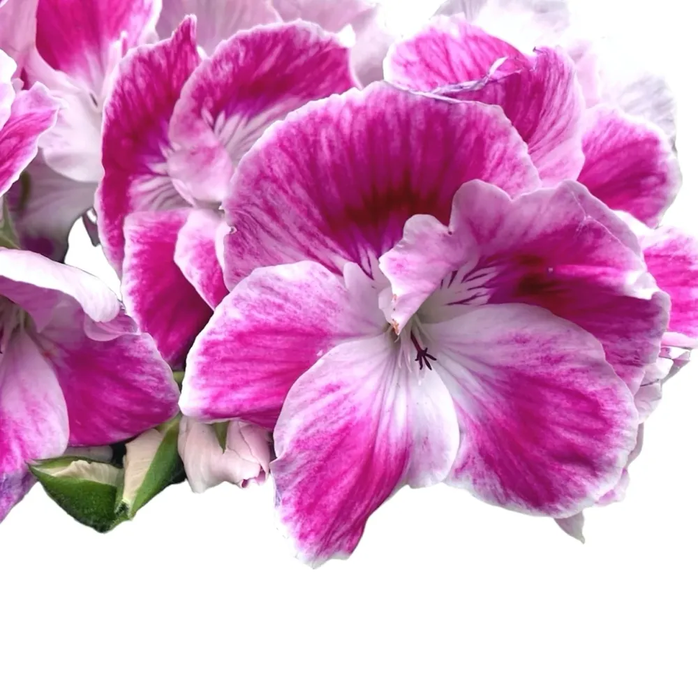 Pelargonium Don Amalia - muscate englezesti