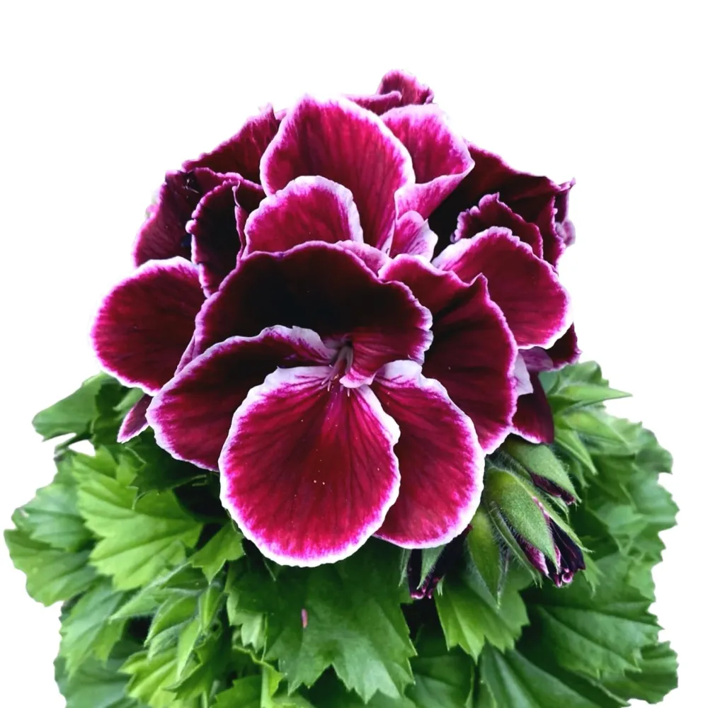 Pelargonium Don Bastino - muscate englezesti