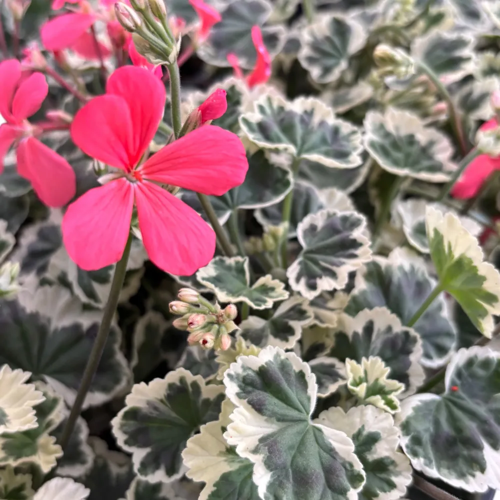 Pelargonium ‘Frank Headley’ (muscate cu frunze colorate)
