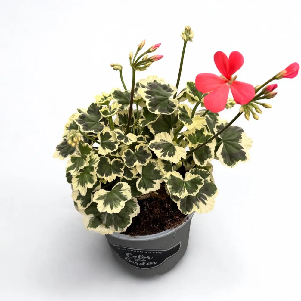 Pelargonium ‘Frank Headley’ (muscate cu frunze colorate)