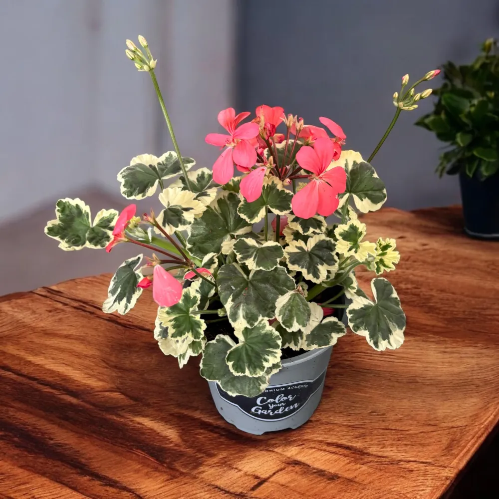 Pelargonium ‘Frank Headley’ (muscate cu frunze colorate)