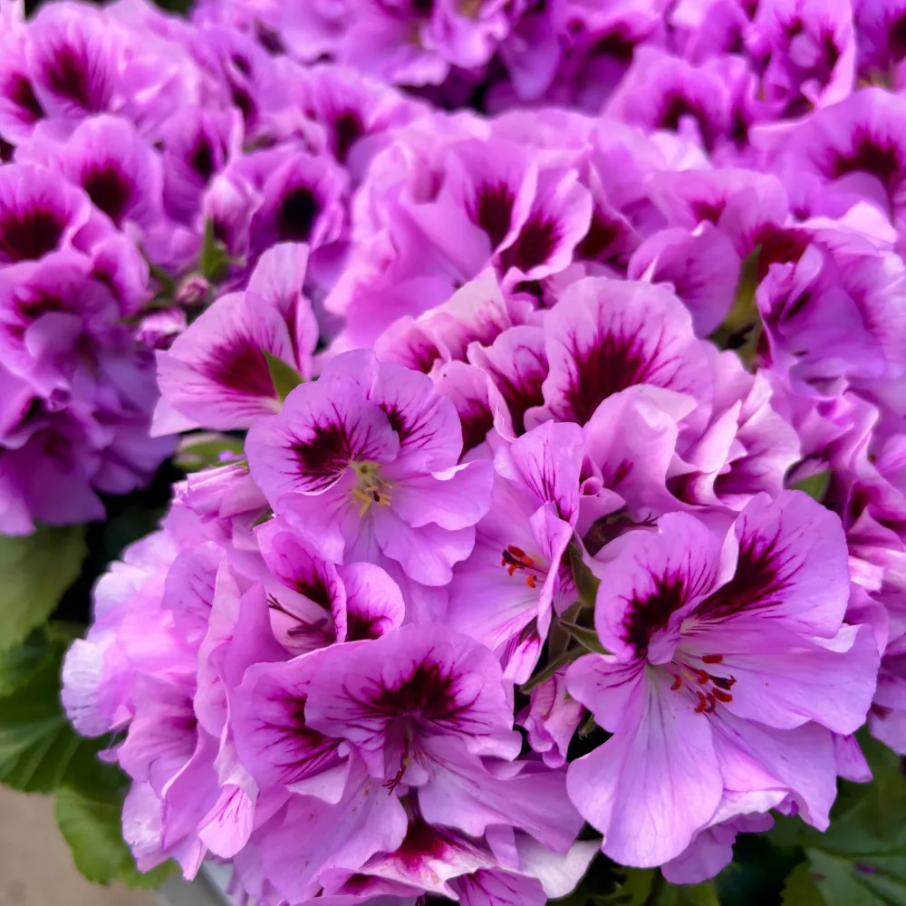 Pelargonium Grandiflorum 'Cynthia’ (muscate englezesti)