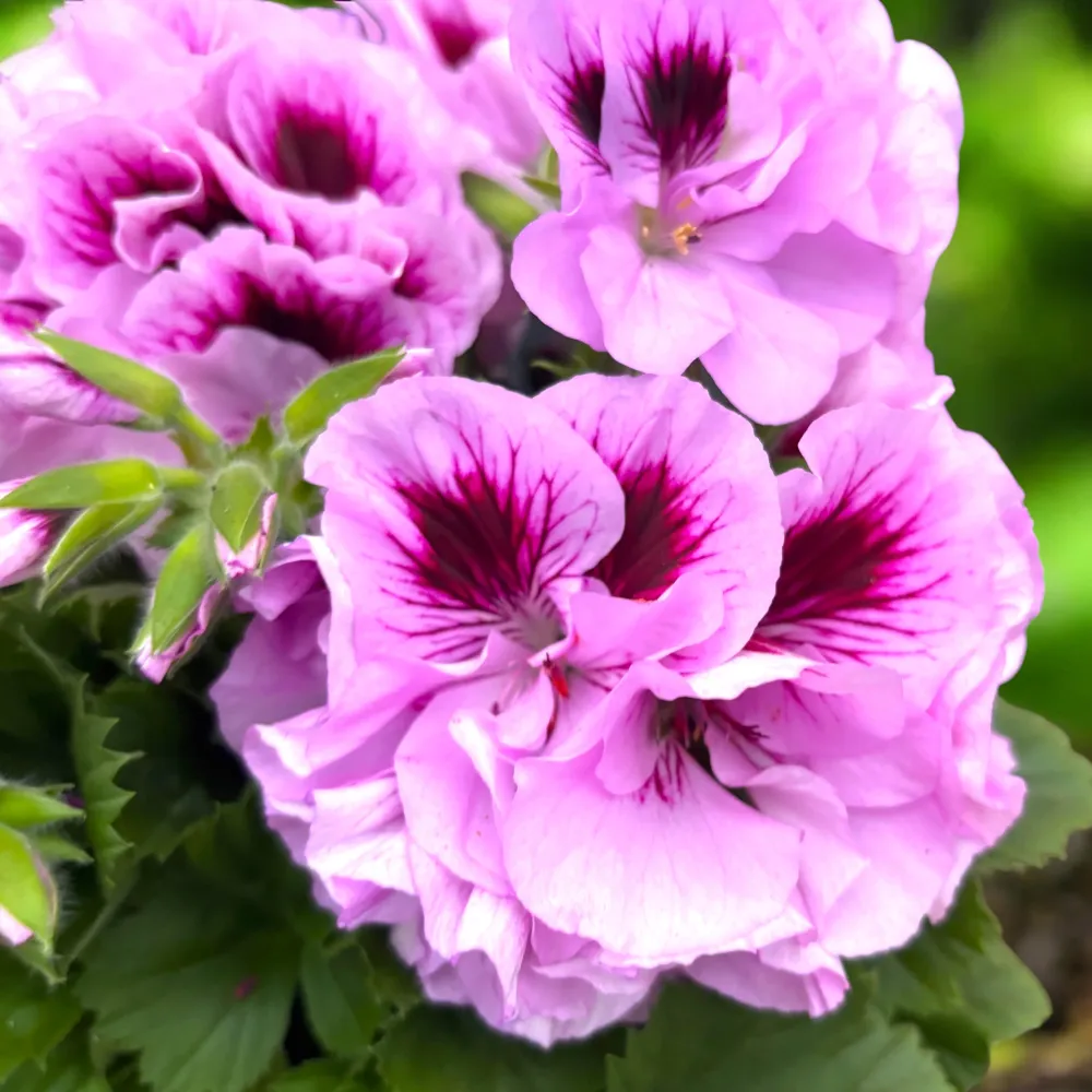 Pelargonium Grandiflorum 'Cynthia’ (muscate englezesti)