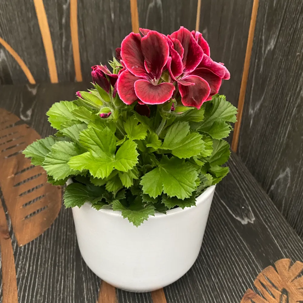 Pelargonium Grandiflorum Don Leo - muscate englezesti