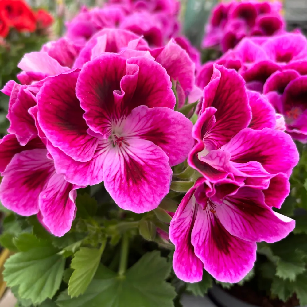 Pelargonium grandiflorum 'Don Mario' (muscate englezesti)