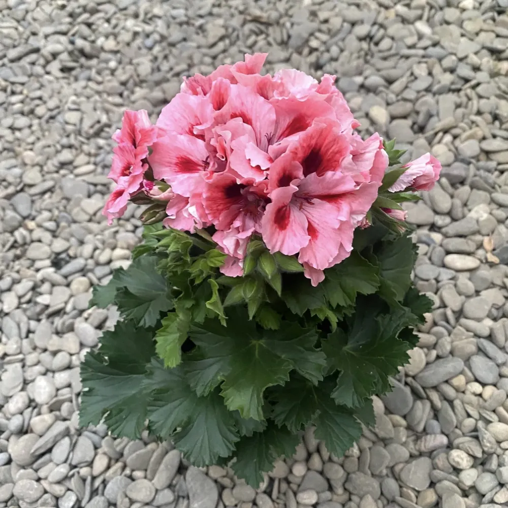 Pelargonium Grandiflorum Don Piero - muscate englezesti