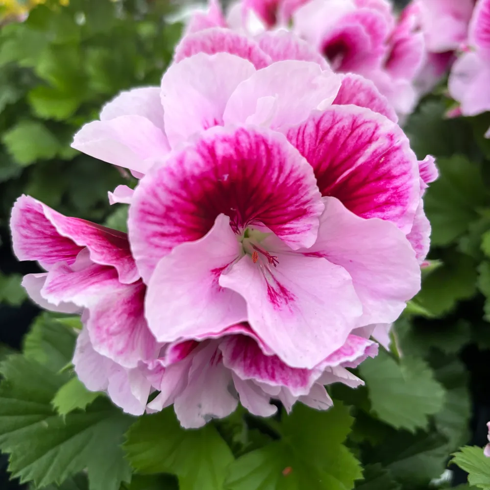 Pelargonium grandiflorum 'Don Quinto' (muscate englezesti)