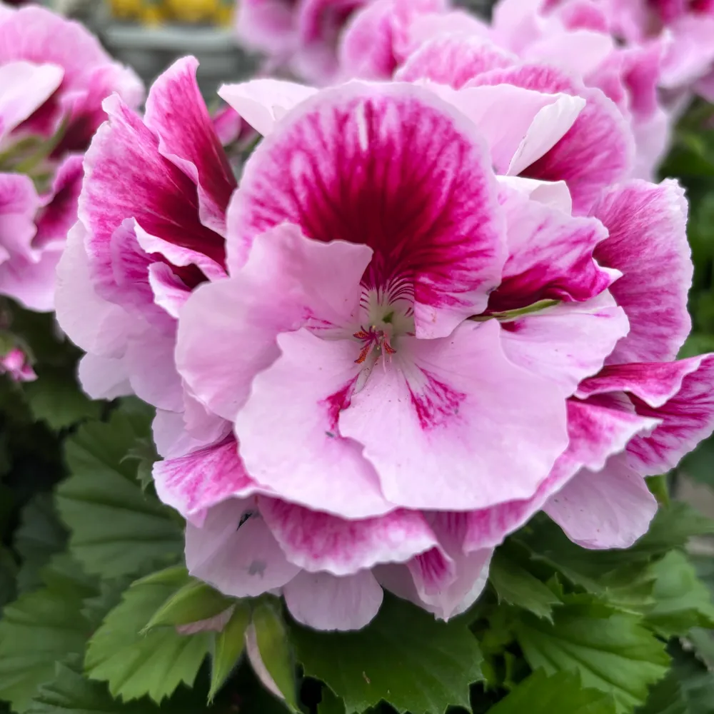 Pelargonium grandiflorum 'Don Quinto' (muscate englezesti)