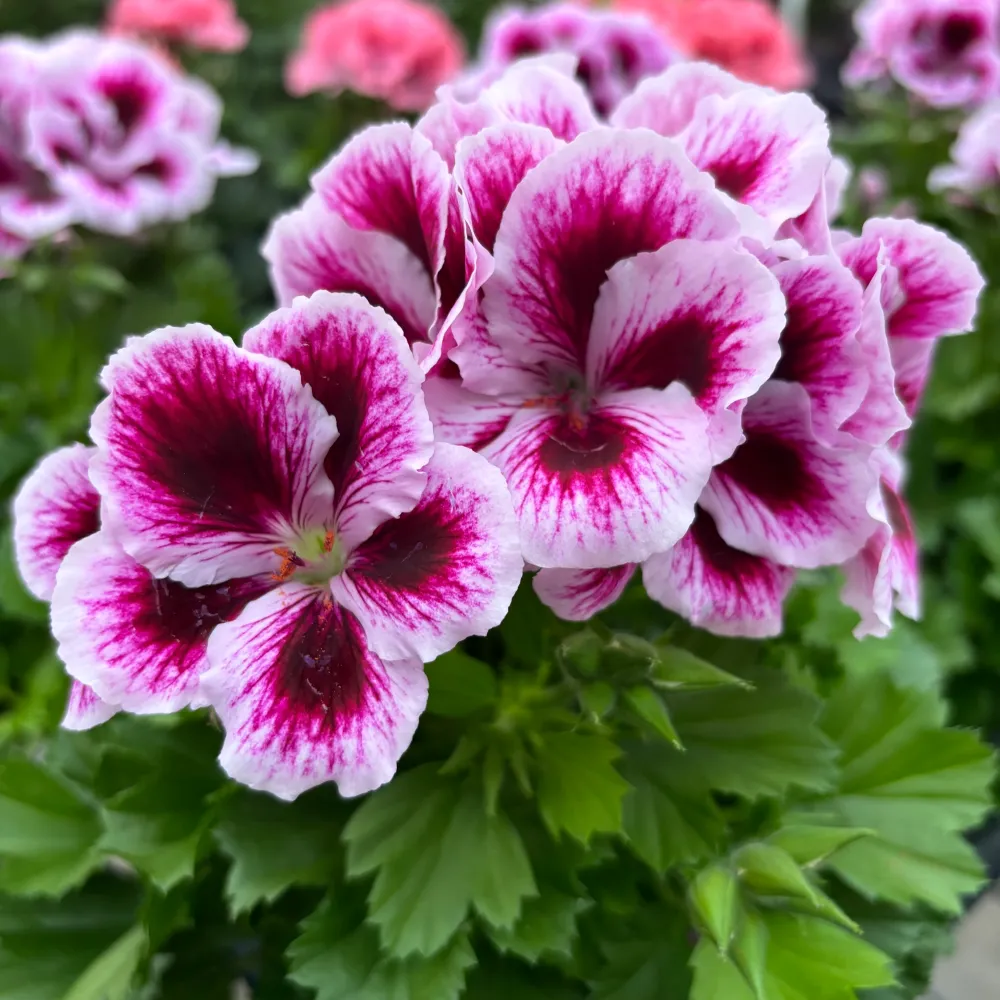 Pelargonium grandiflorum 'Don Timo' (muscate englezesti)