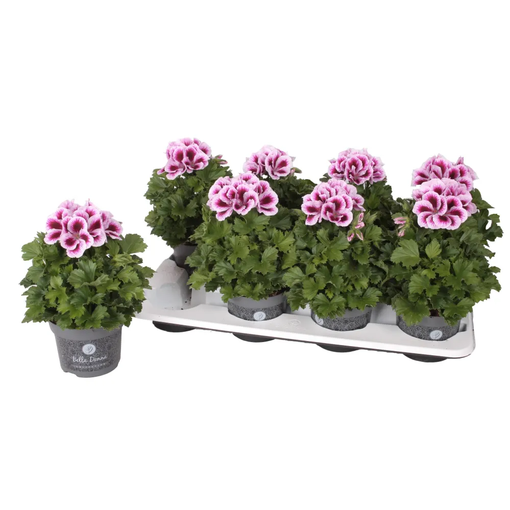 Pelargonium grandiflorum 'Don Timo' (muscate englezesti)