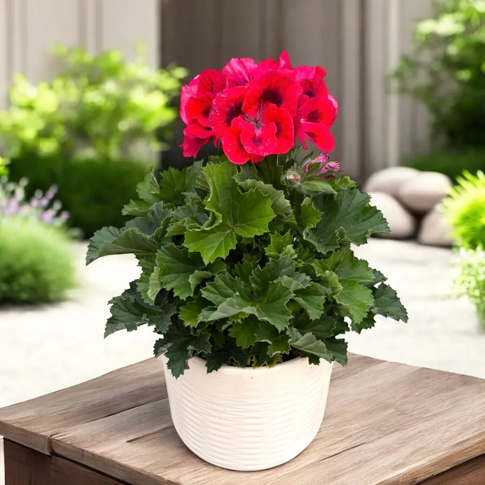 Pelargonium grandiflorum ‘Don Vito’ (Muscate englezesti)