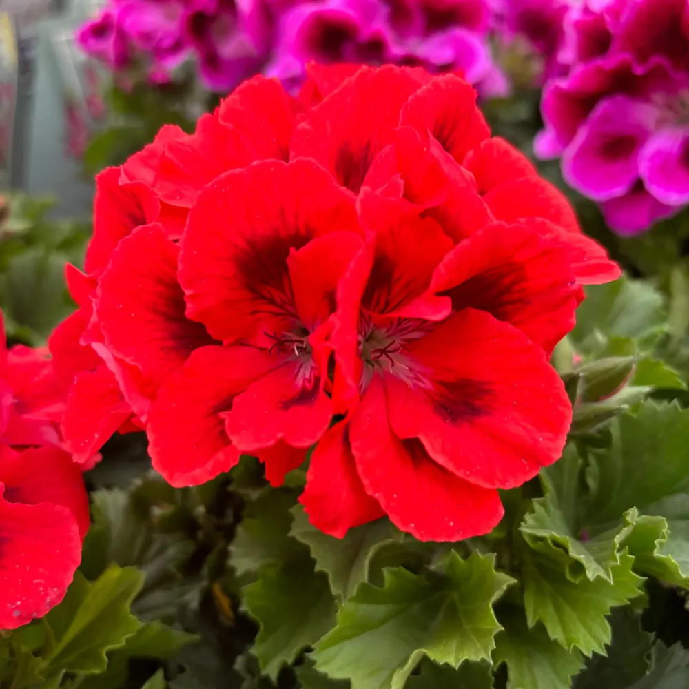 Pelargonium grandiflorum ‘Don Vito’ (Muscate englezesti)