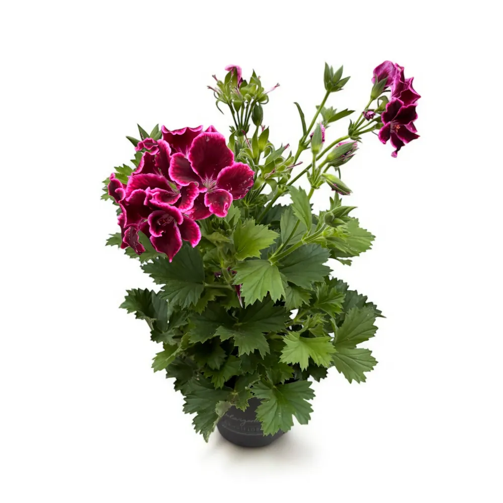 Pelargonium Grandiflorum 'Elegance Adele’ (muscate englezesti)