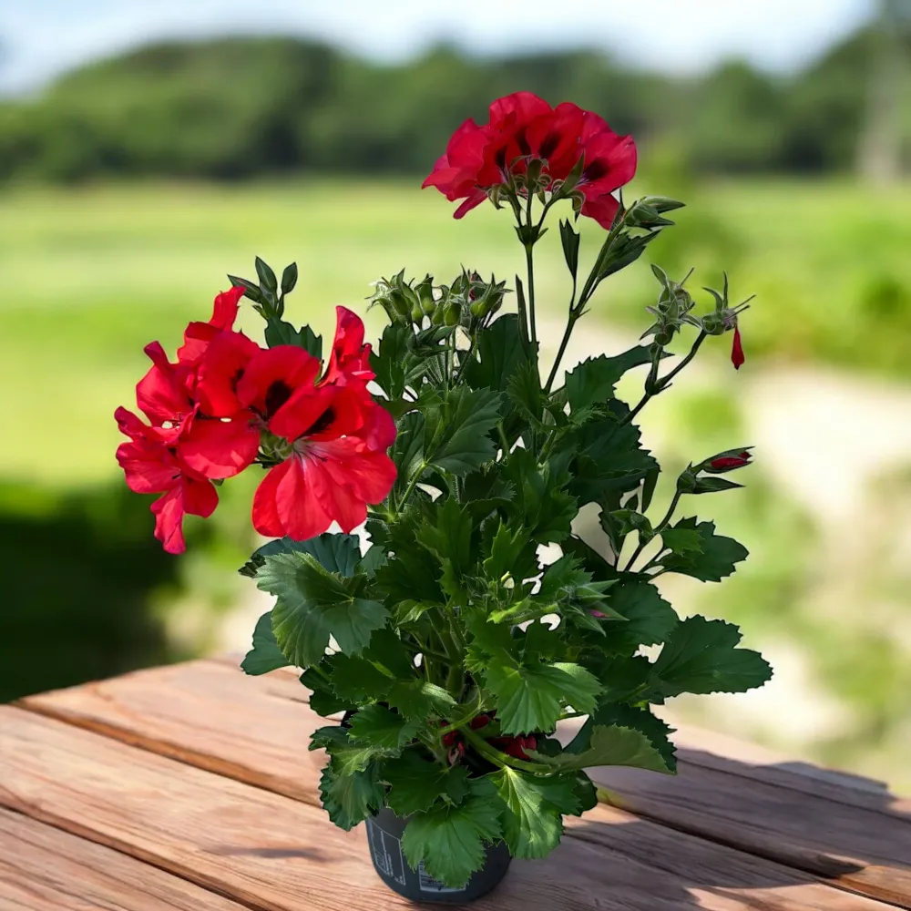 Pelargonium Grandiflorum 'Elegance Anna’ (muscate englezesti)