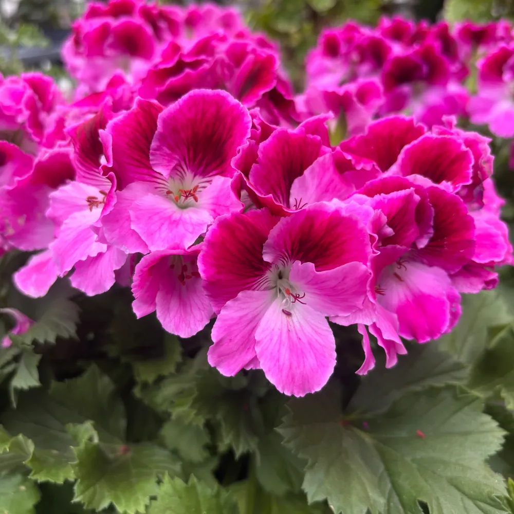 Pelargonium Grandiflorum ‘Elegance Jolenta’ (muscate englezesti)