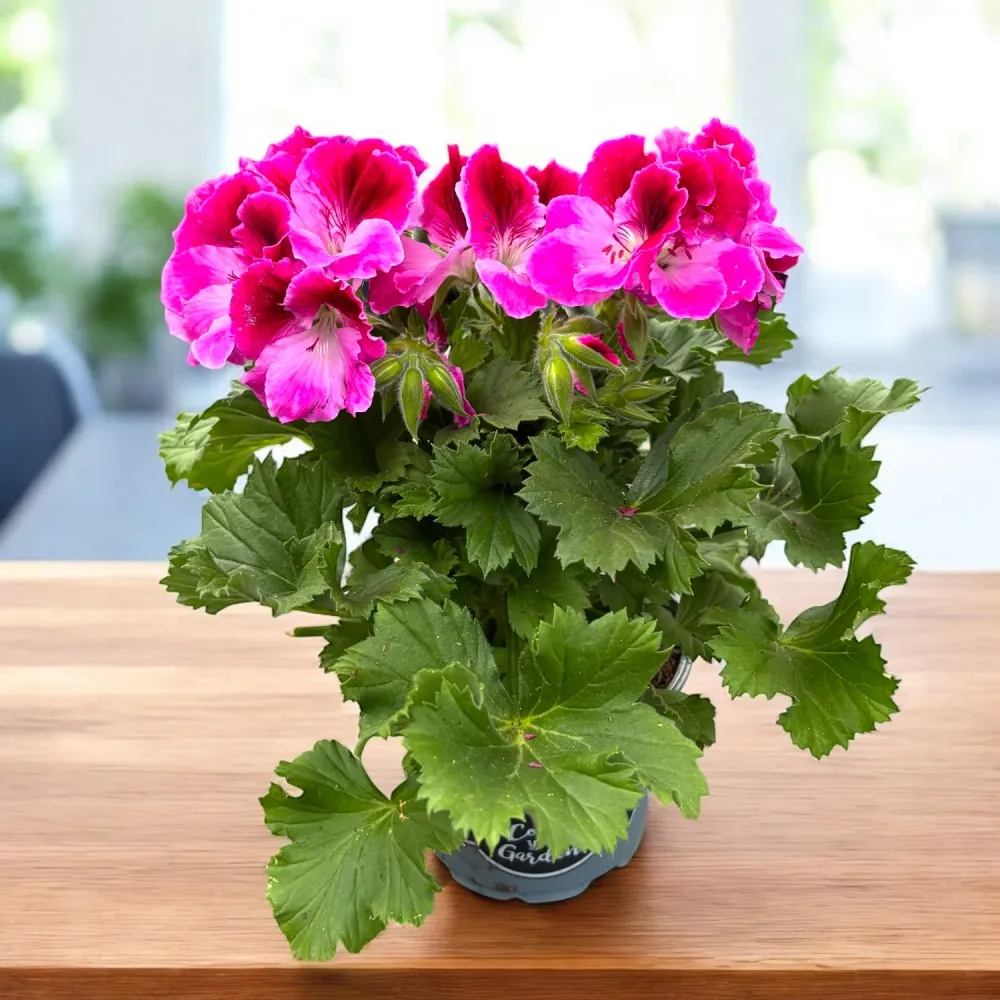 Pelargonium Grandiflorum ‘Elegance Jolenta’ (muscate englezesti)