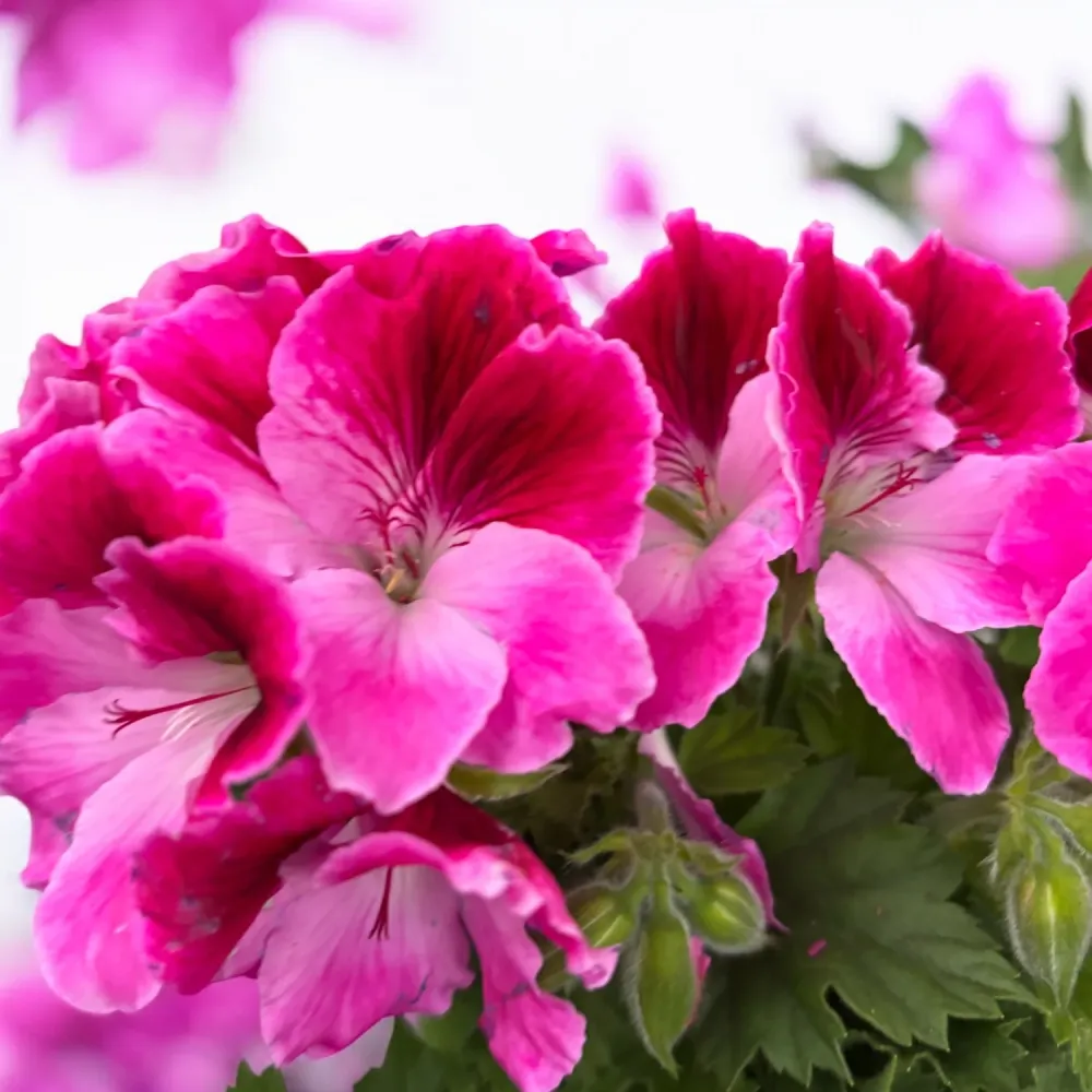 Pelargonium Grandiflorum ‘Elegance Jolenta’ (muscate englezesti)