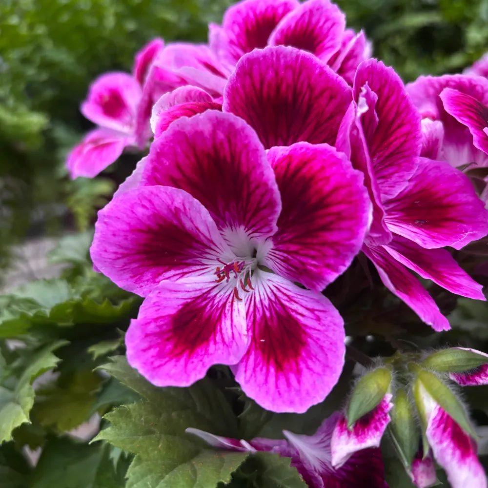 Pelargonium Grandiflorum Elegance Loes - muscate englezesti