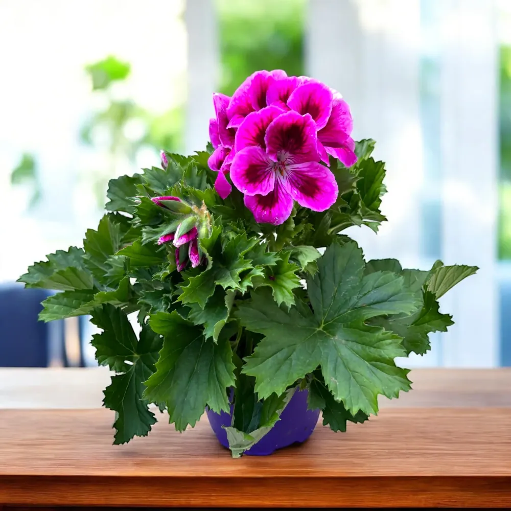 Pelargonium Grandiflorum Elegance Loes - muscate englezesti