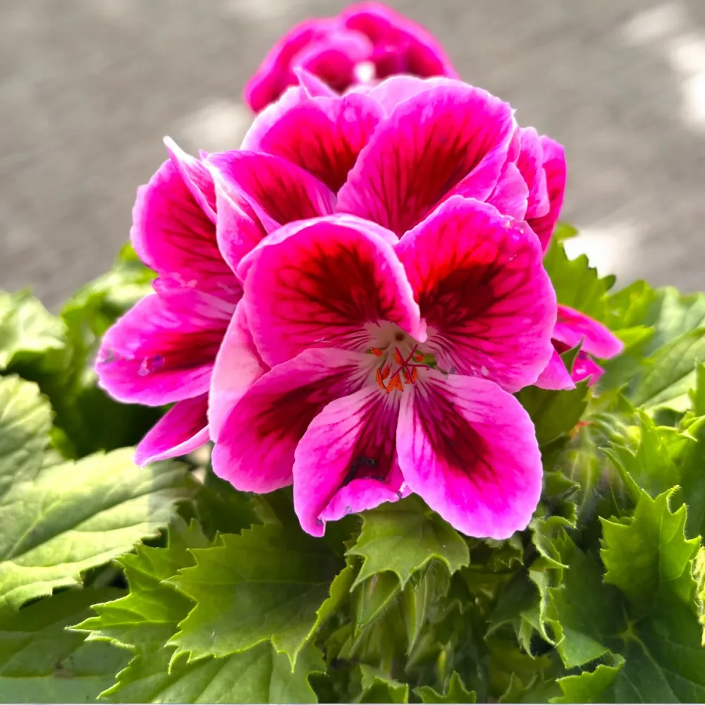 Pelargonium Grandiflorum Elegance Loes - muscate englezesti