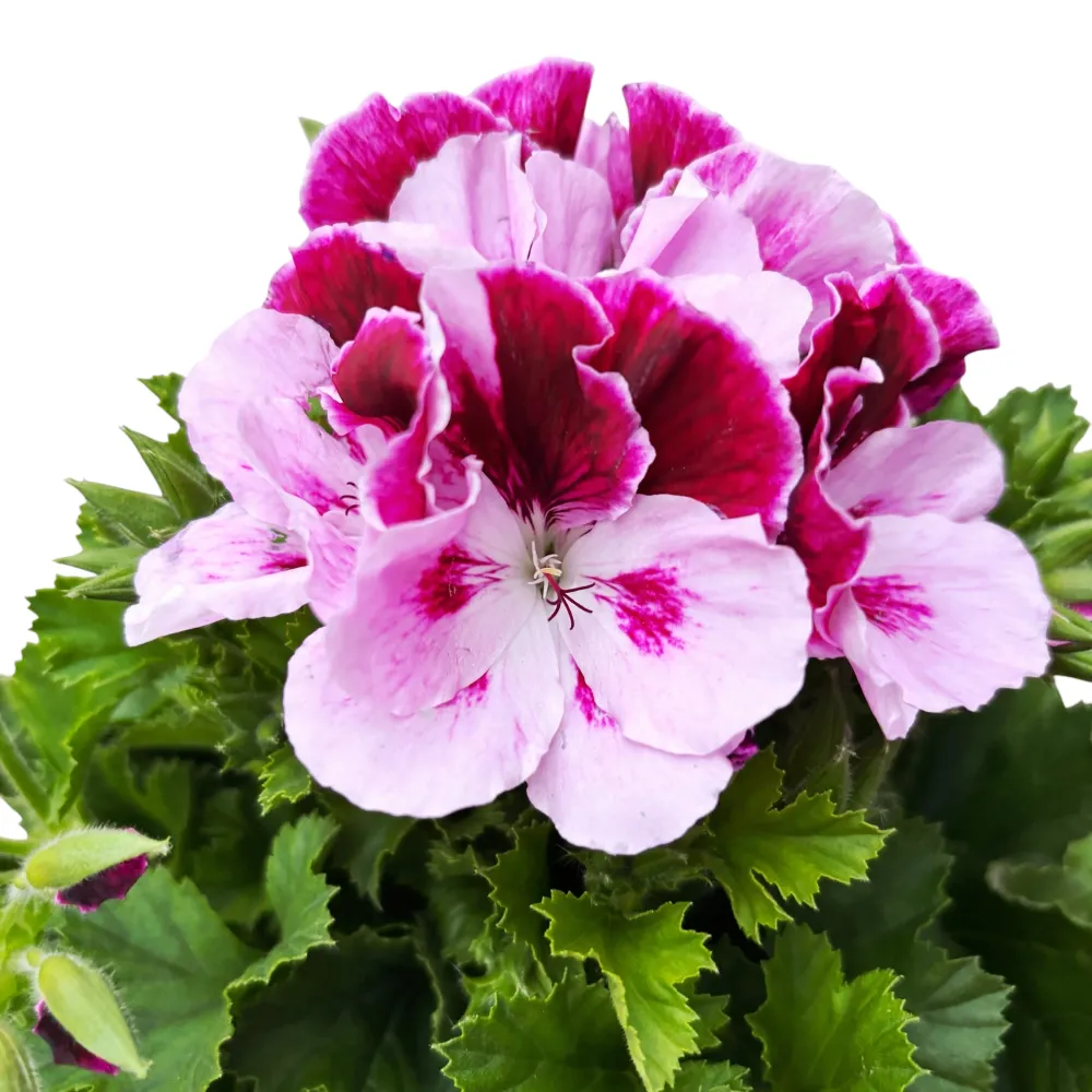 Pelargonium Grandiflorum 'Elegance Purple Majesty' (muscate englezesti)