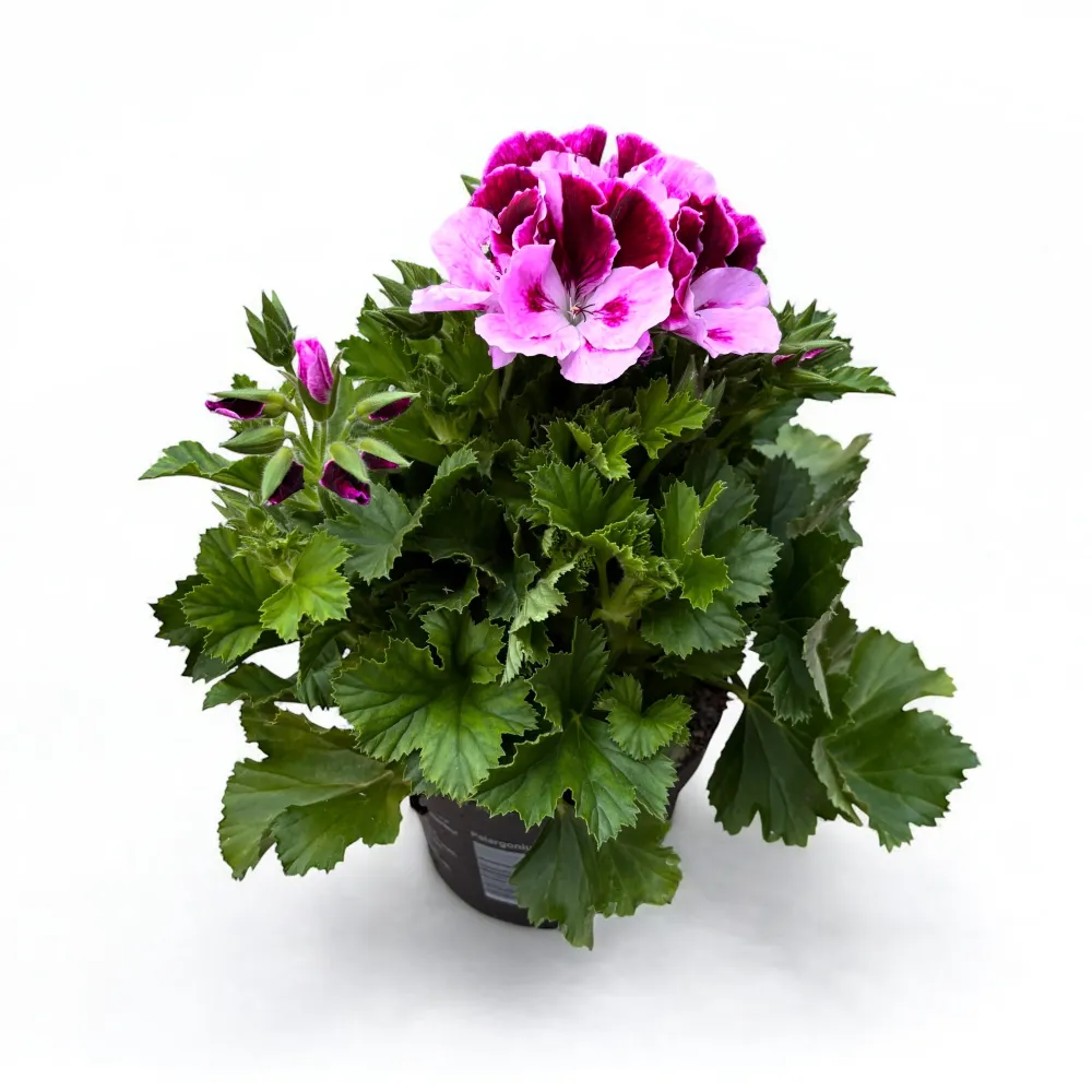 Pelargonium Grandiflorum 'Elegance Purple Majesty' (muscate englezesti)
