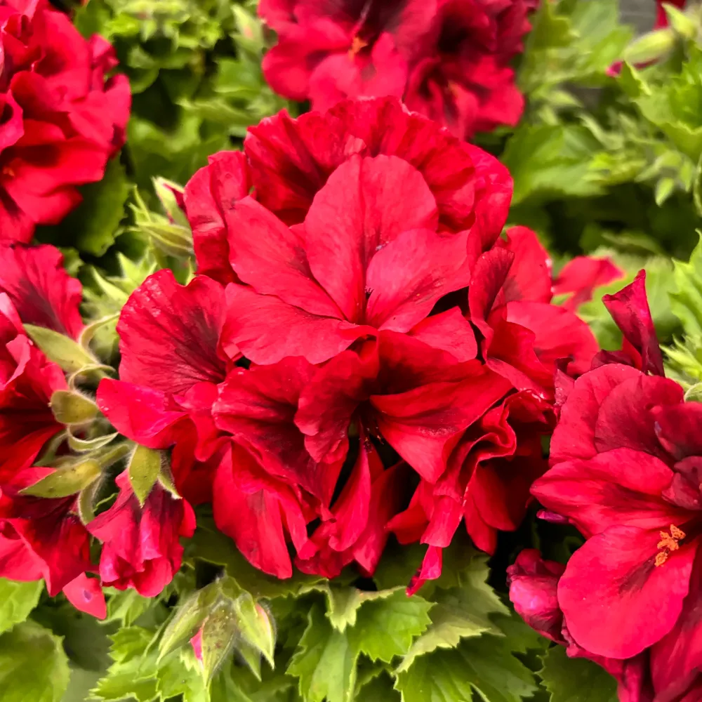 Pelargonium grandiflorum Franny - Muscate englezesti