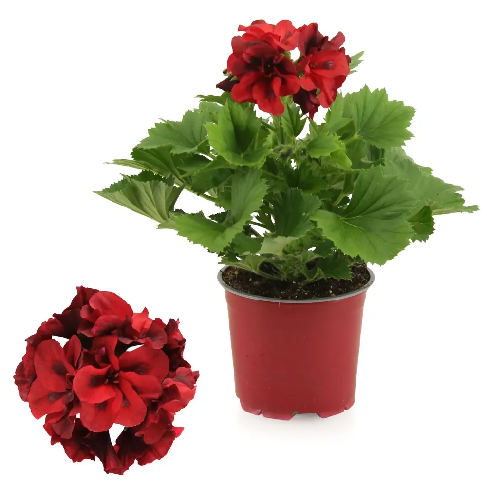 Pelargonium grandiflorum Franny - Muscate englezesti