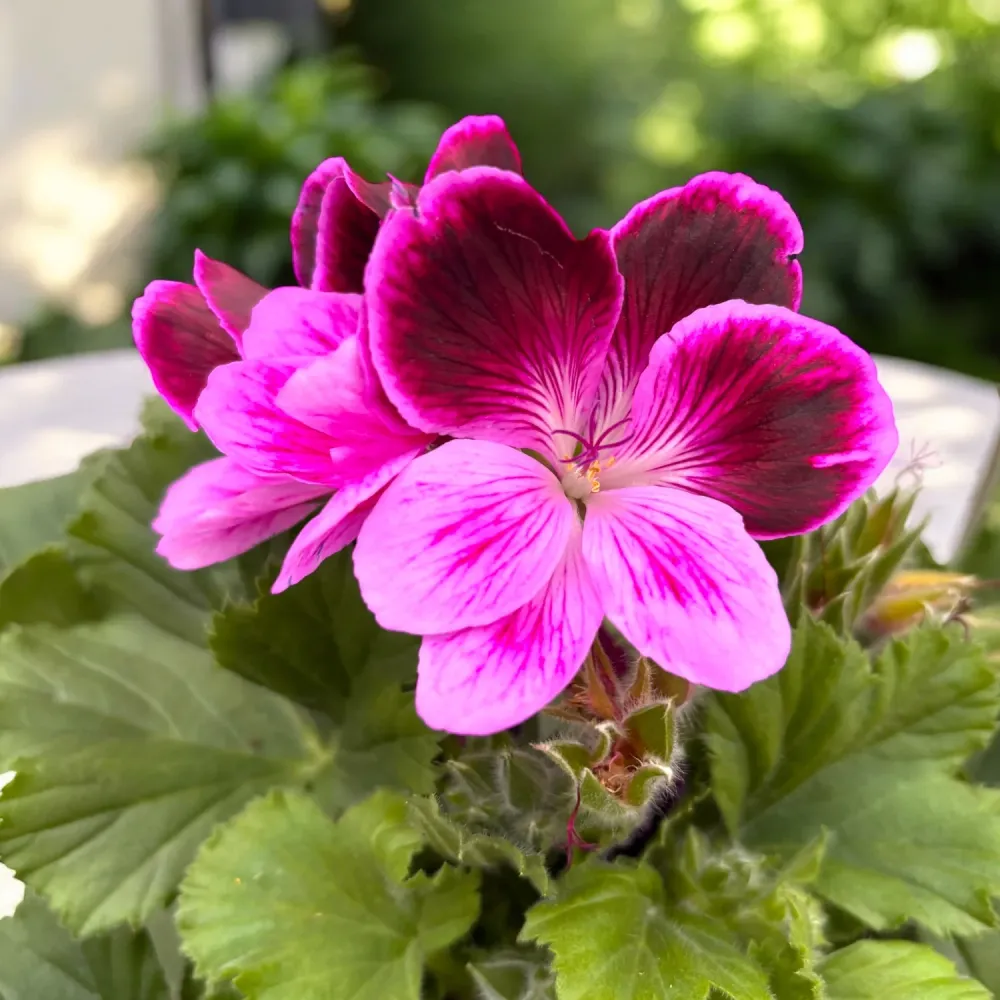 Pelargonium Grandiflorum Judith - muscate englezesti