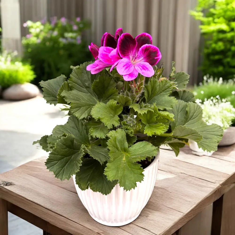 Pelargonium Grandiflorum Judith - muscate englezesti