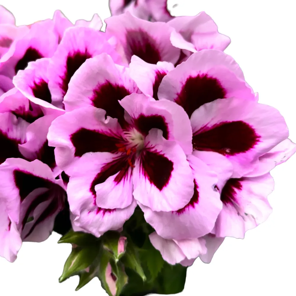 Pelargonium grandiflorum Patricia - muscate englezesti