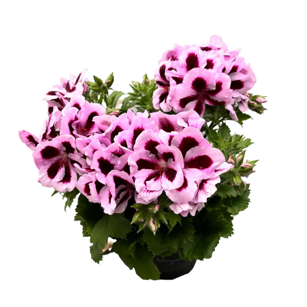 Pelargonium grandiflorum Patricia - muscate englezesti