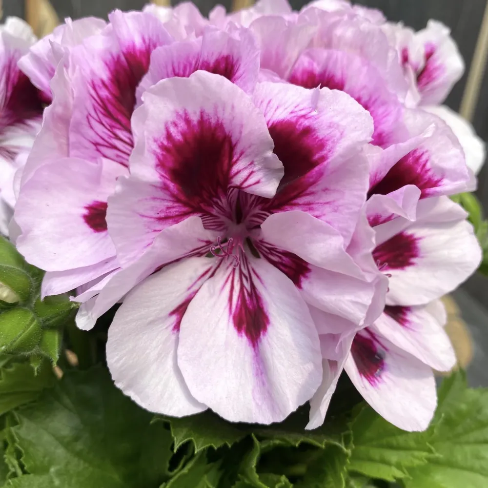 Pelargonium grandiflorum Patricia - muscate englezesti