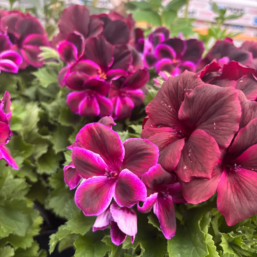 Pelargonium Grandiflorum 'Regalia Chocolate' (muscate englezesti)