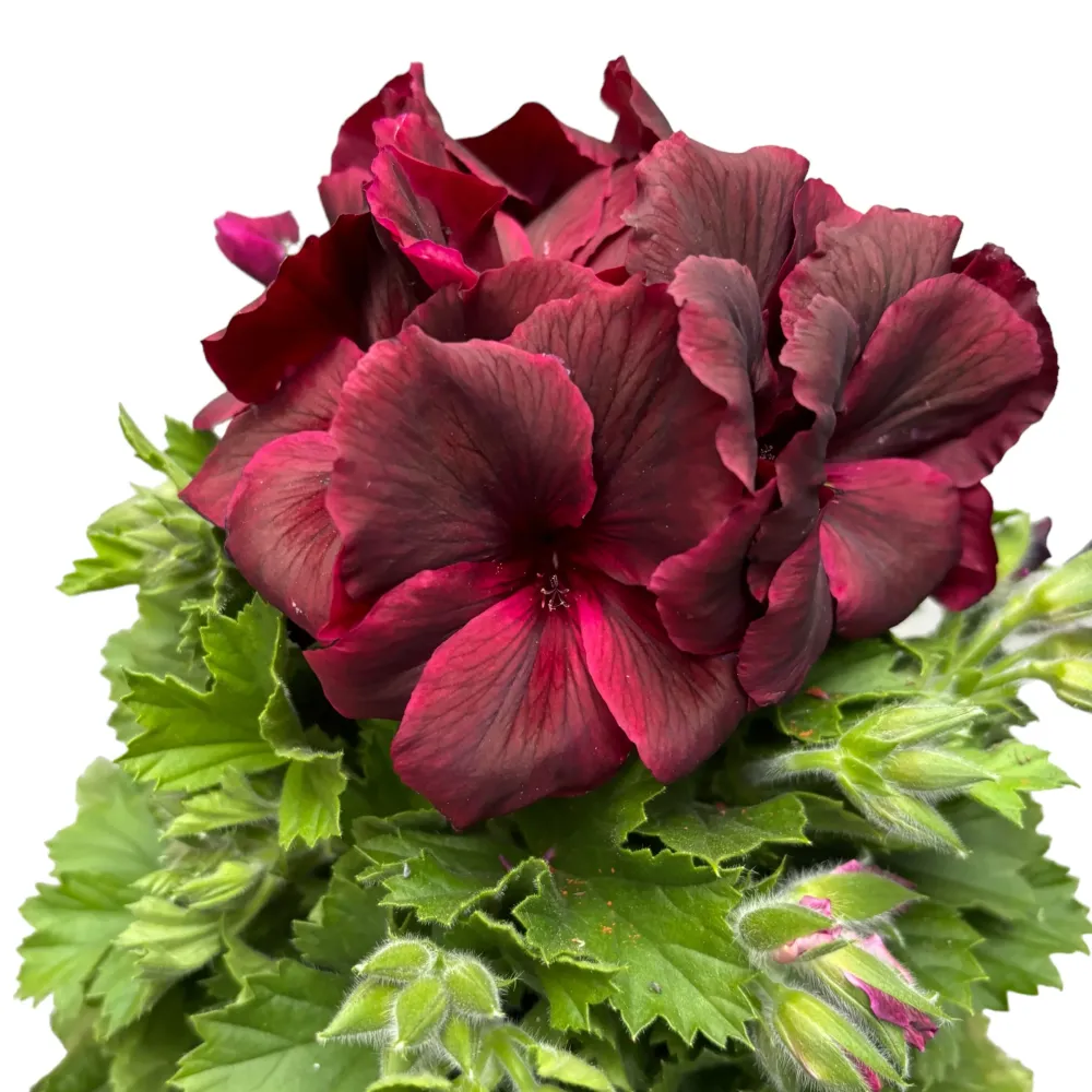 Pelargonium Grandiflorum 'Regalia Chocolate' (muscate englezesti)