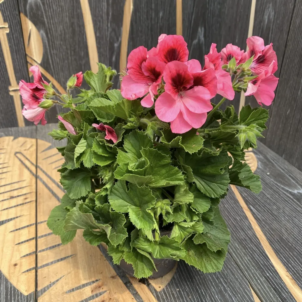 Pelargonium Grandiflorum Regalia Pink - muscate englezesti