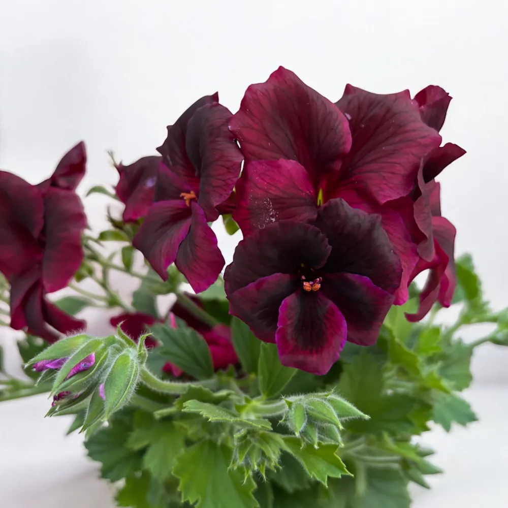 Pelargonium grandiflorum 'Schoko' (muscate englezesti)