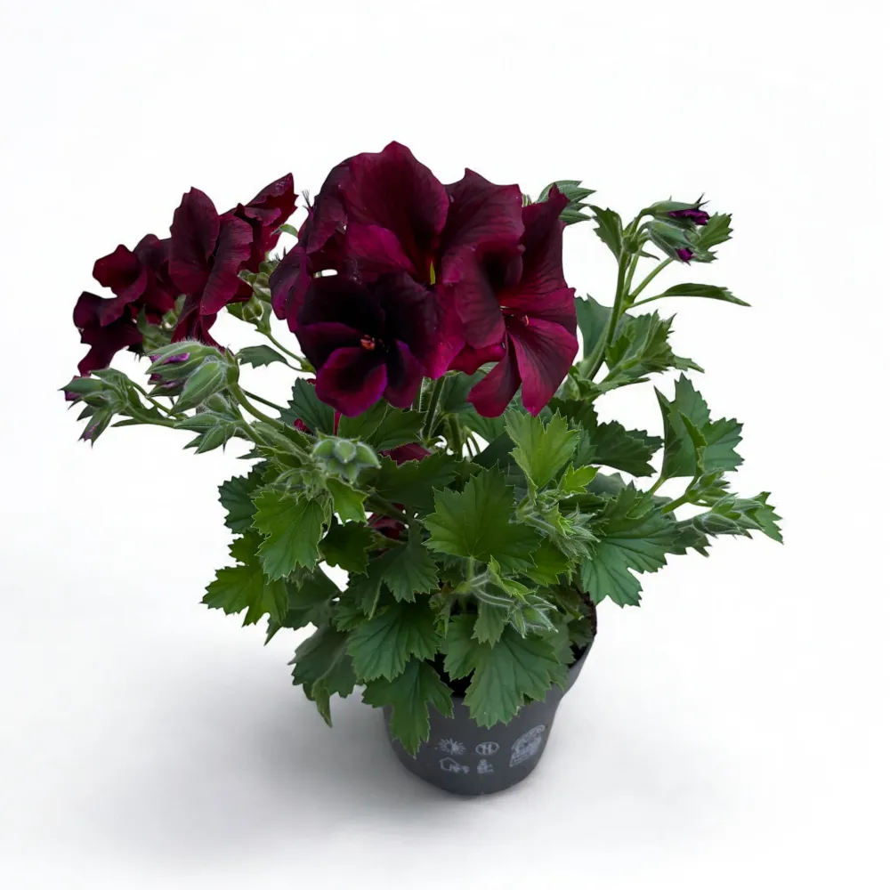 Pelargonium grandiflorum 'Schoko' (muscate englezesti)