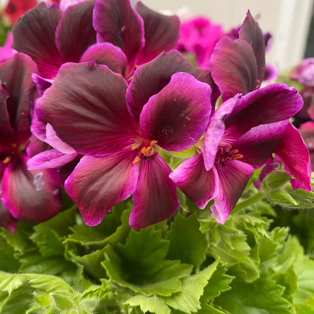 Pelargonium grandiflorum 'Schoko' (muscate englezesti)