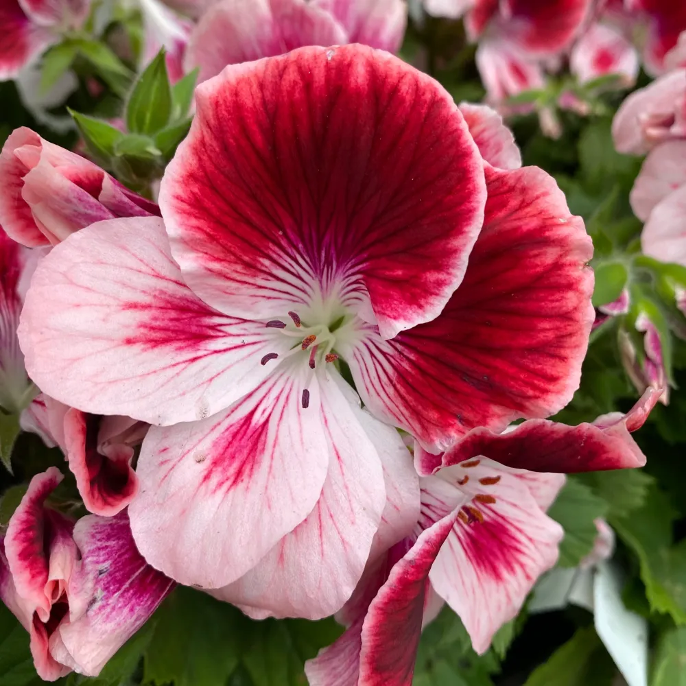 Pelargonium grandiflorum 'Tony' (muscate englezesti)