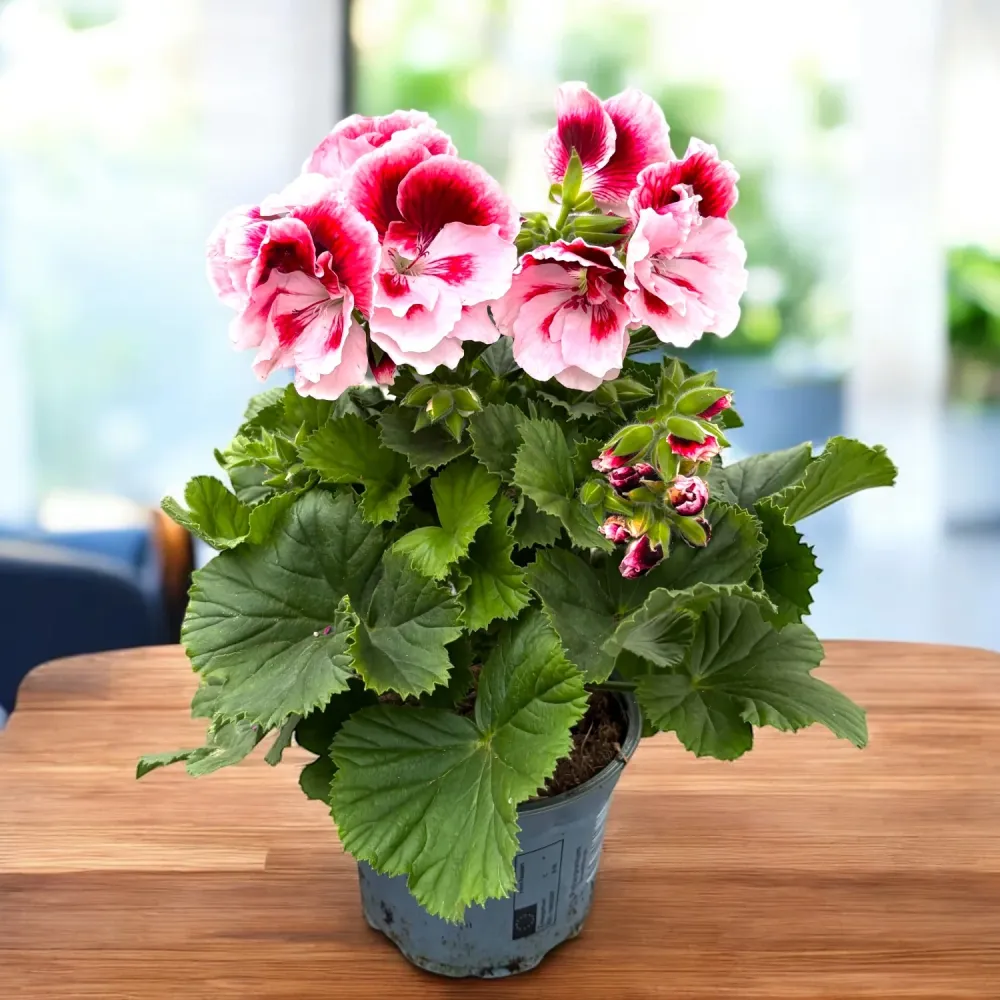 Pelargonium grandiflorum 'Tony' (muscate englezesti)