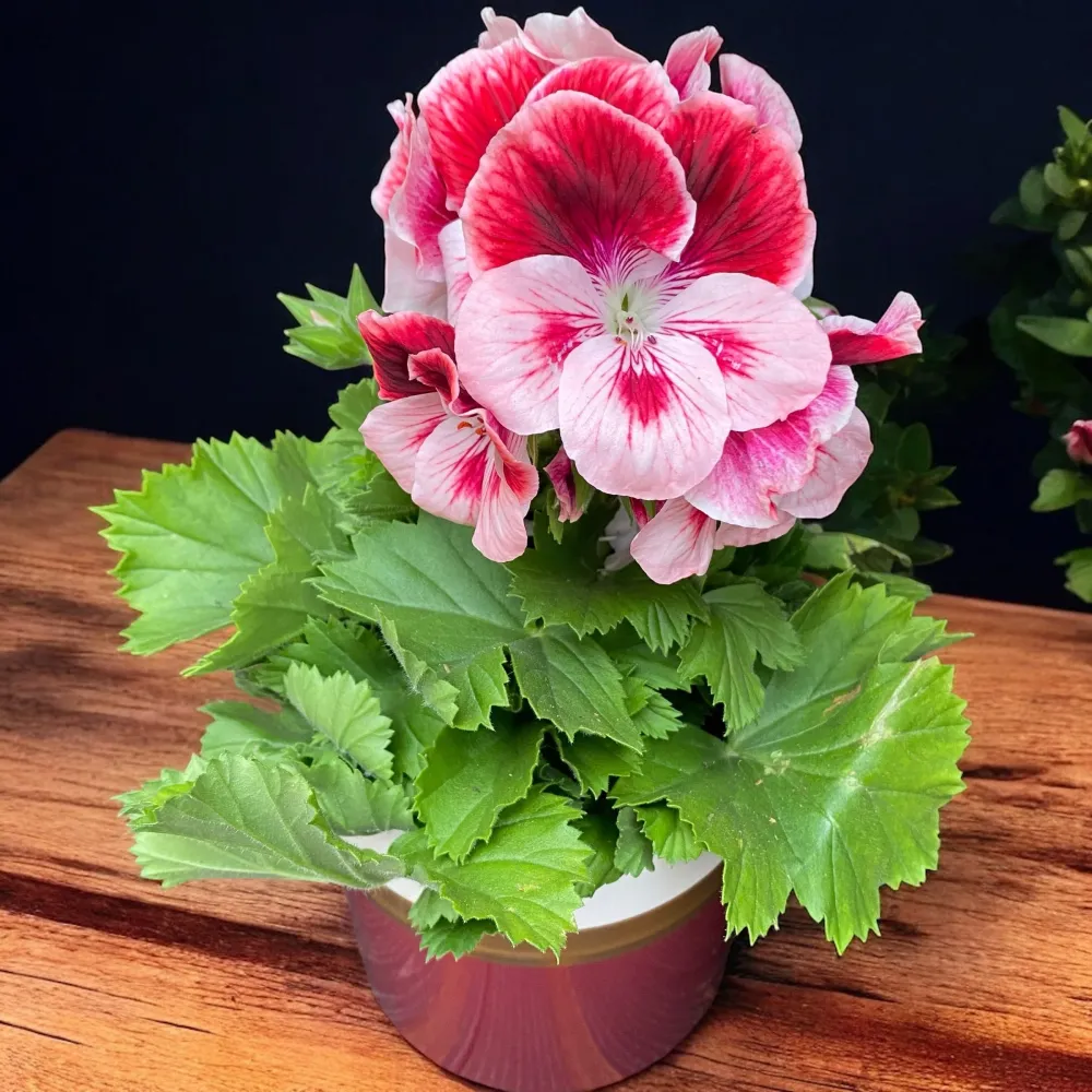 Pelargonium grandiflorum 'Tony' (muscate englezesti)