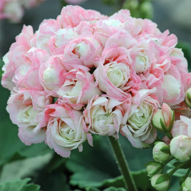 Pelargonium × hortorum ‘Appleblossom Rosebud’ - muscata trandafir