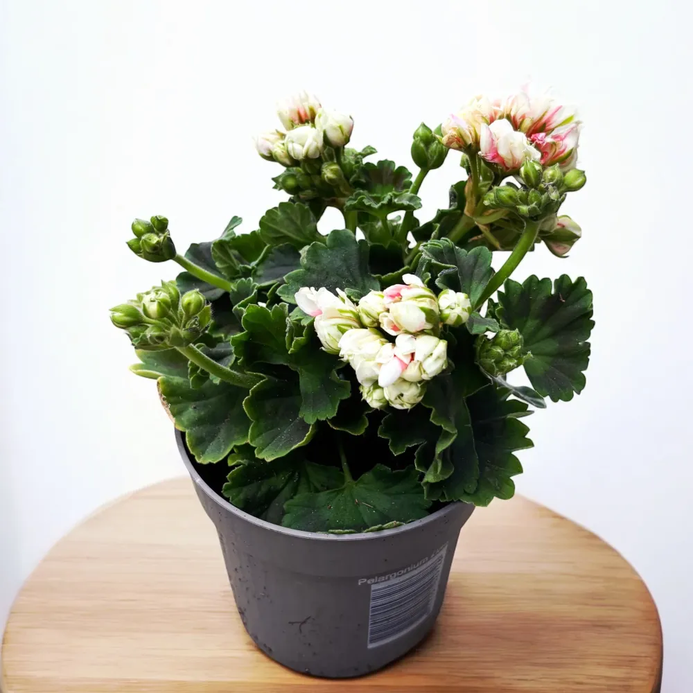 Pelargonium × hortorum ‘Appleblossom Rosebud’ - muscata trandafir